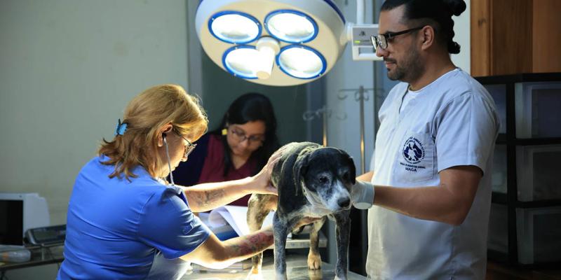 Veterinarios y zootecnistas pilares del bienestar y la salud integral