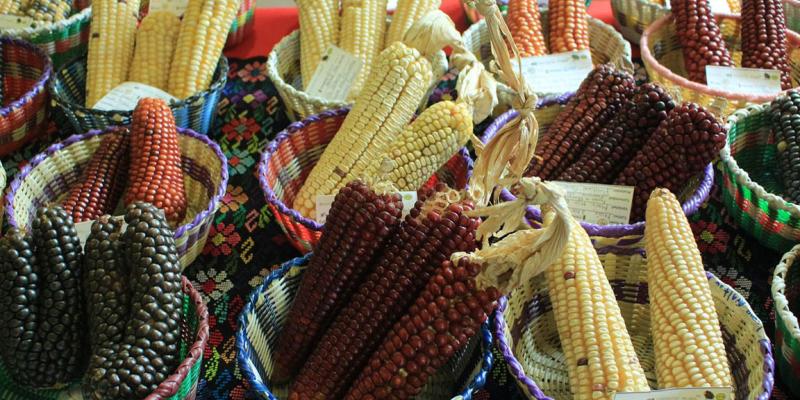 El maíz es pilar de nuestra alimentación, cultura e identidad
