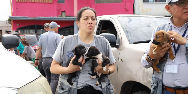 La UBA decomisa 13 perros víctimas de negligencia