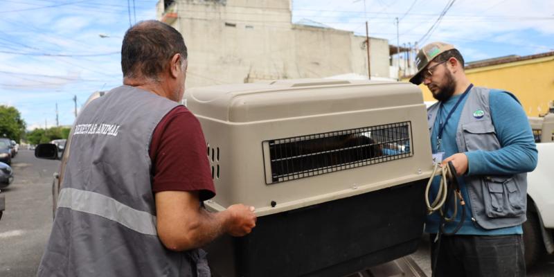 Rescatan a once animales en condiciones de maltrato en zona 5 capitalina