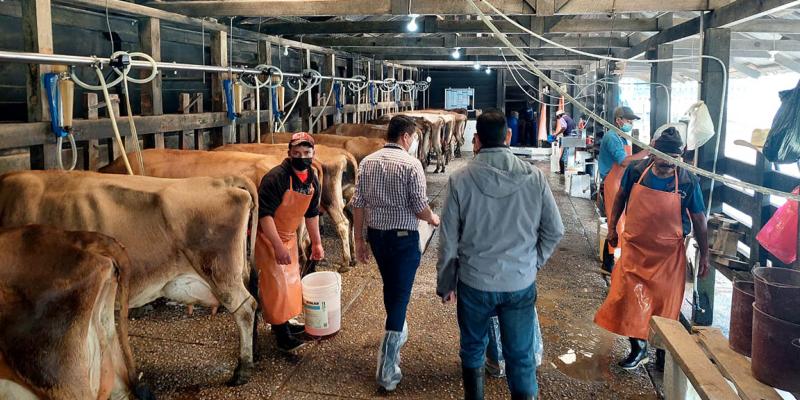Emisión de 86 licencias sanitarias refuerza la inocuidad de la leche