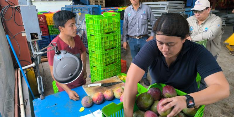 Guatemala exportó 14.7 millones de kilos de mango fresco a Estados Unidos