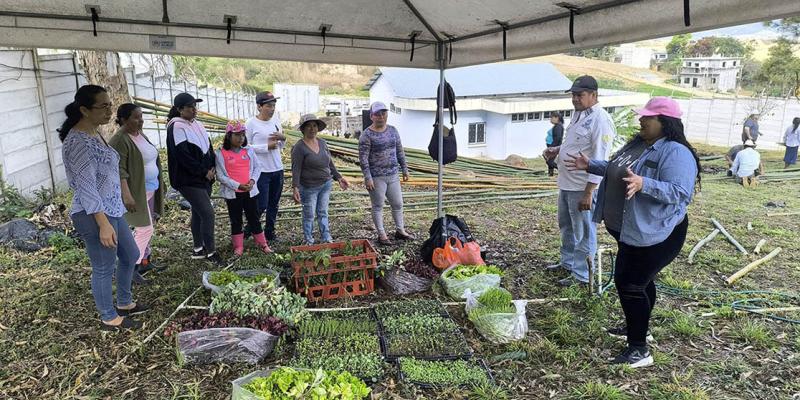 Producidas más de 287 mil plántulas de hortalizas para fortalecer la agricultura familiar