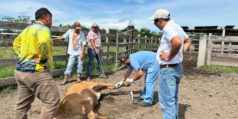 Recuperados el 97% de los animales afectados por Gusano Barrenador