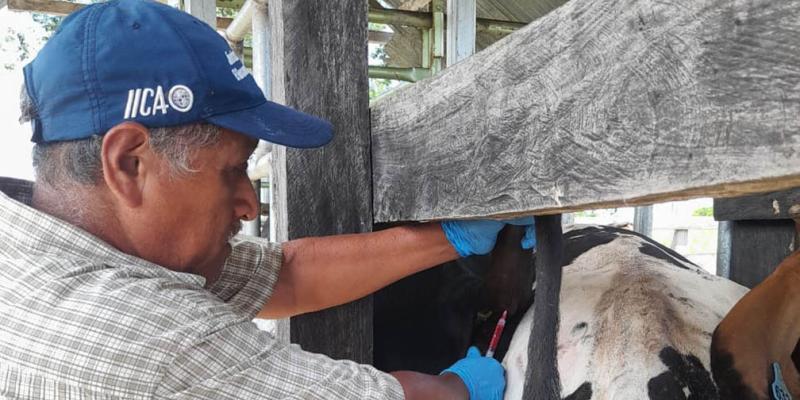 Brindan asistencia técnica para el control sanitario de bovinos en Petén