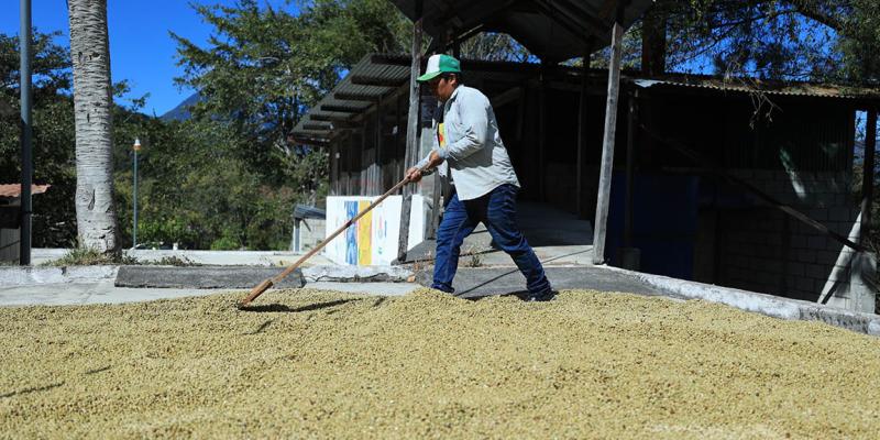 El secado del café