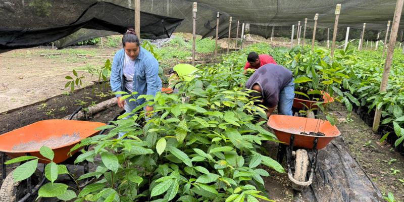 Entregadas más de 73 mil plantas forestales