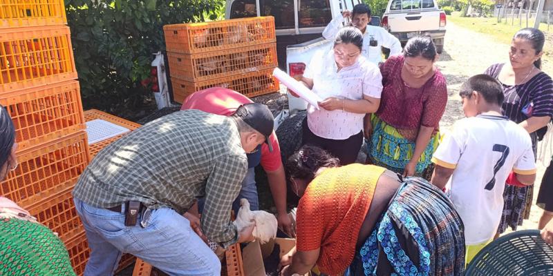 Entregan aves criollas mejoradas a 40 familias en Sayaxché