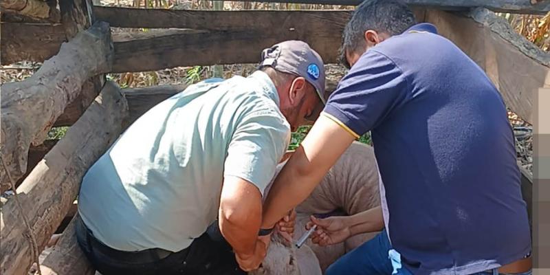 Fortalecen la sanidad de cerdos criollos en Santa Ana, Petén