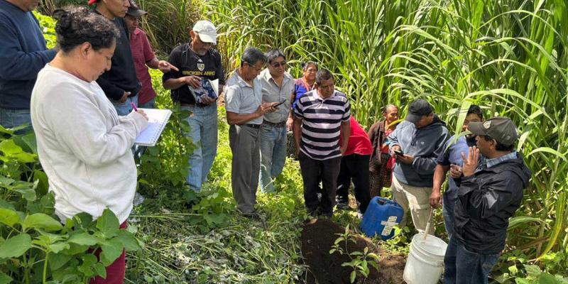 Impulsamos el uso de tecnología en 27 proyectos para lograr cultivos de aguacate más eficientes