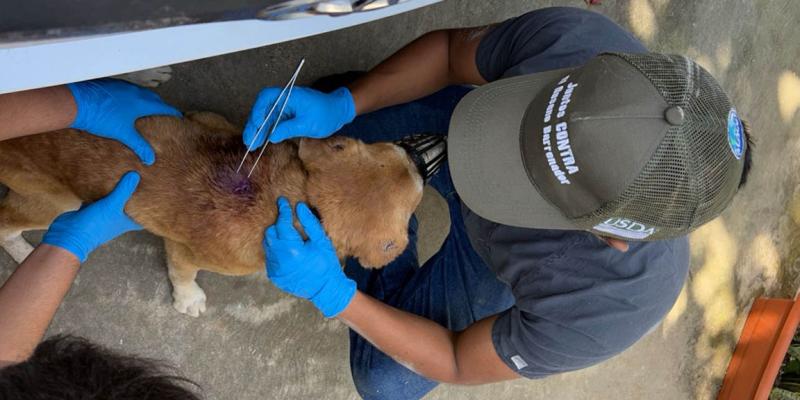 Impulsan acciones de vigilancia epidemiológica para control del Gusano Barrenador