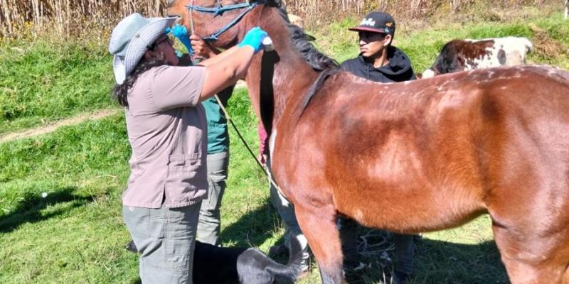 Realizan jornada profiláctica y preventiva contra el Gusano Barrenador en Sololá