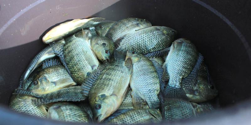 Tilapia: el cultivo sostenible que fortalece la nutrición y la economía rural