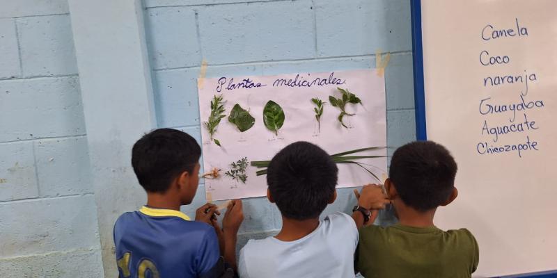 Niños Q’eqchi’ de Cahabón, plantas medicinales 