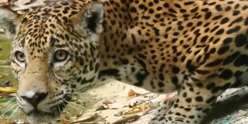 jaguar