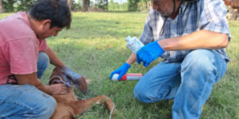 Inspeccionan más de 346 mil animales en 2025 para frenar el Gusano Barrenador