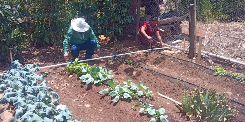 Conozca los requisitos para ser elegible al programa Alimentos por Acciones
