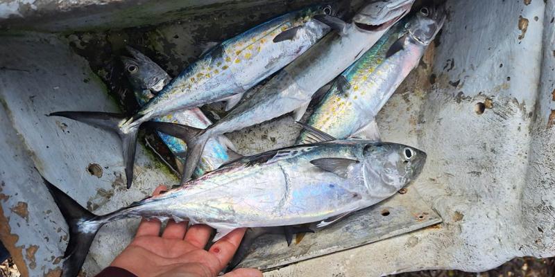 Realizan inspecciones y control pesquero en Izabal
