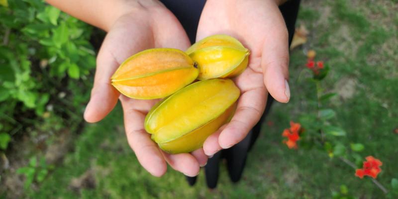 Un frutal con alto potencial productivo y comercial en Guatemala