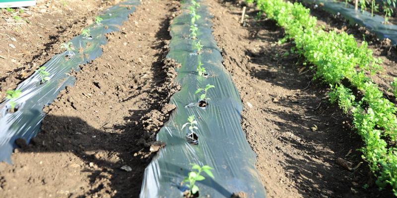El frío no cede: refuerzan recomendaciones para proteger cultivos y ganado