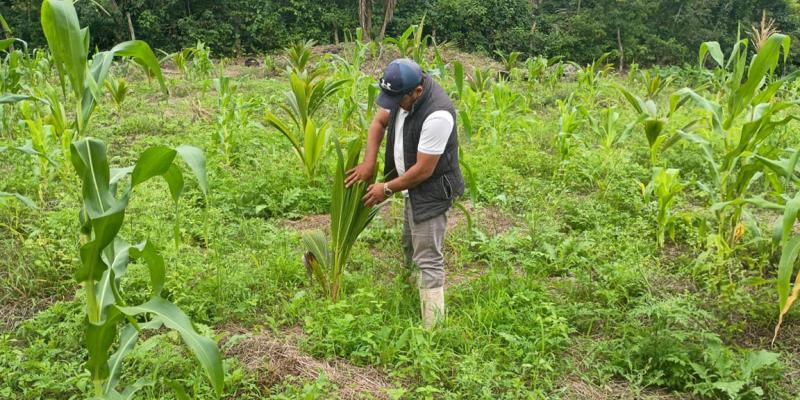 Brindan asistencia técnica al cultivo de coco en Melchor de Mencos