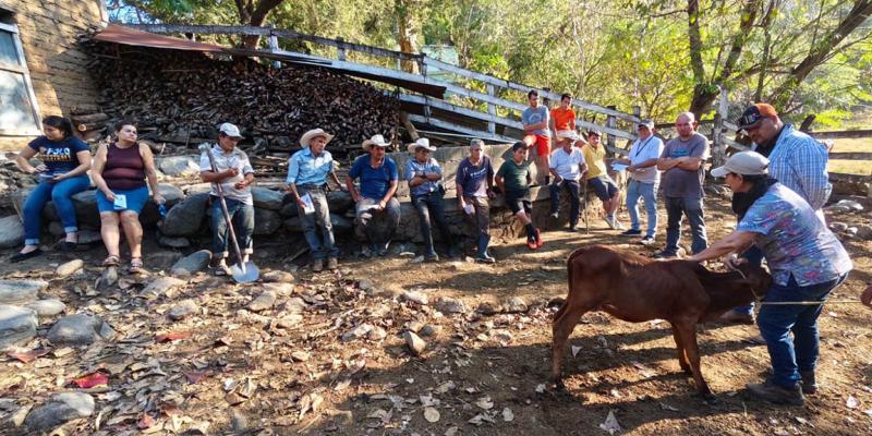 Capacitan a productores pecuarios en aplicación de medicamentos a bovinos