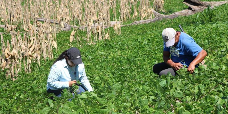 Fortalecen producción petenera de semilla de frijol con 70 proyectos comunitarios