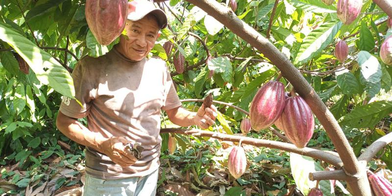 Más producción y mejores resultados para pequeños productores de cacao