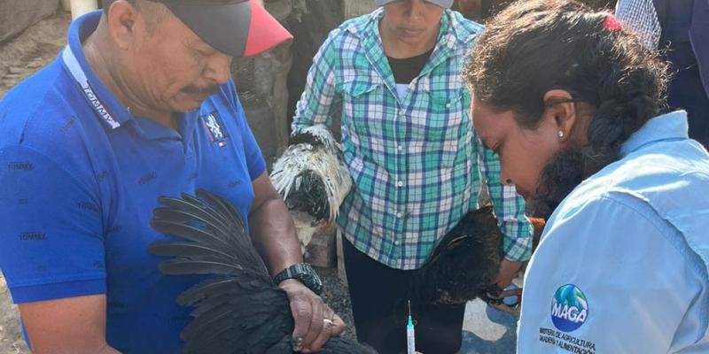 Realizan jornada de vacunación avícola en Baja Verapaz