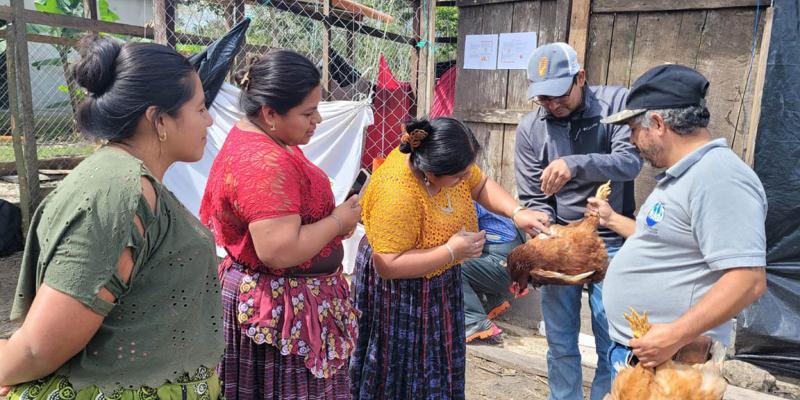 Realizan jornadas de vacunación pecuaria en Poptún