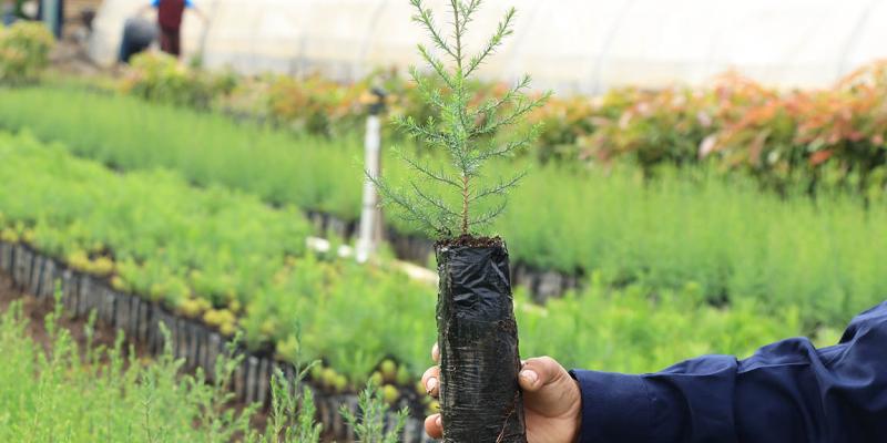Reforestar: la apuesta que restaura ecosistemas y dinamiza economías locales