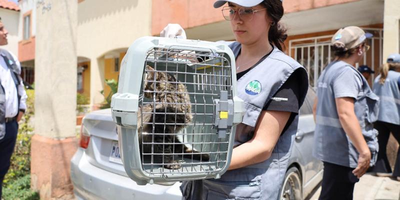 Allanamiento en San Miguel Petapa permite el decomiso de 39 animales