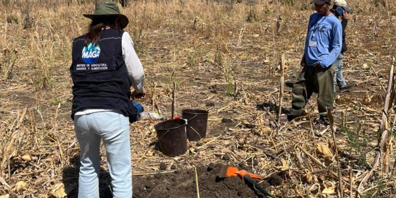 Continúa toma de muestras de suelo en Huehuetenango para elaborar mapa de fertilidad