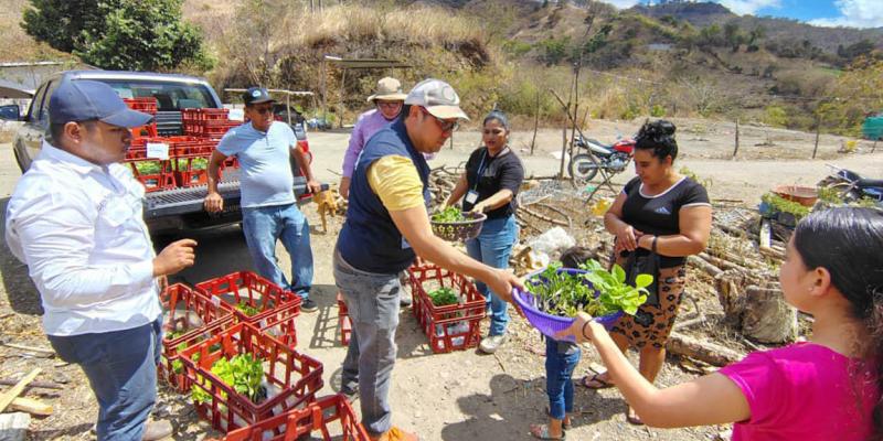 Huertos familiares impulsan producción de alimentos en Sansare