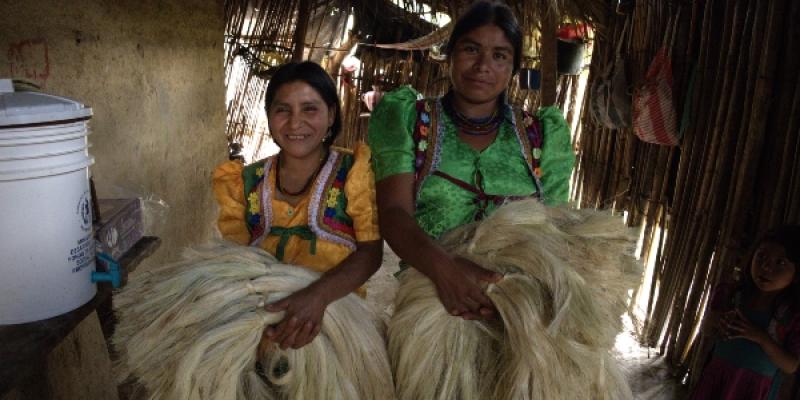 Mujeres Maguey 