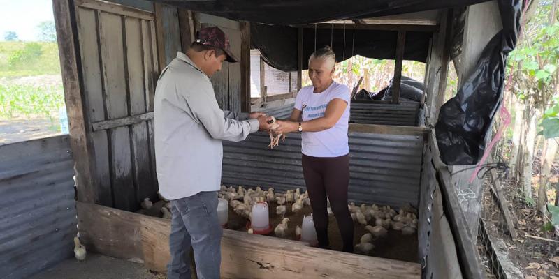 Previenen enfermedades en pollos en Melchor de Mencos