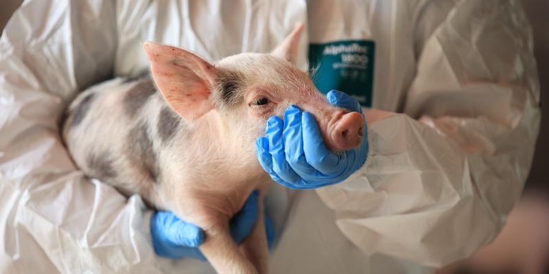 Producción porcina fortalecida con atención sanitaria a más de cinco mil cerdos