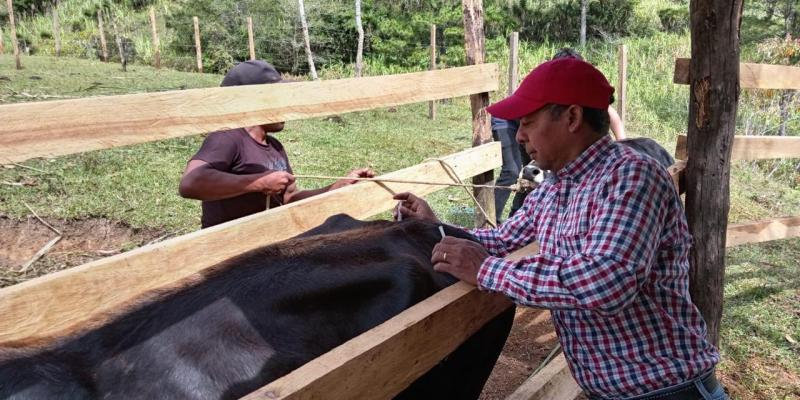 Vacunan ganado y fortalecen la productividad en Chicamán