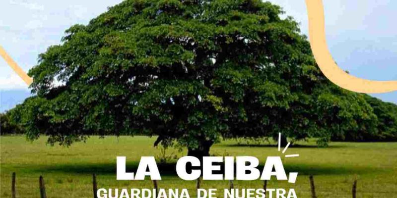 Hoy celebramos el Día de la Ceiba