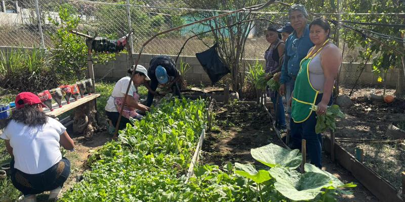 Cultivos de rábano, cilantro y acelga fortalecen seguridad alimentaria de comunitarias 