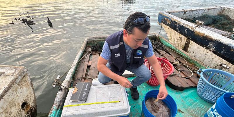 Realizan monitoreo de pesca artesanal y capturas de camarón en Livingston