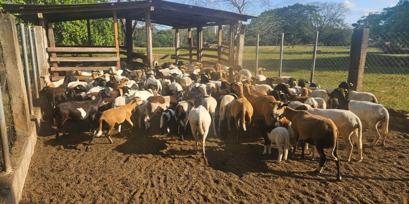 Recomiendan cuidar cultivos y ganado ante persistencia del calor y escasez de lluvia