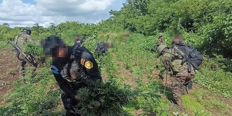 Erradicación de cultivos de marihuana supera los Q25 millones