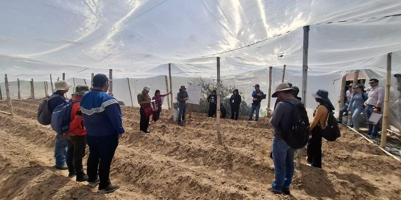 Fortalecen capacidades técnicas para impulsar la producción de tomate en Huehuetenango
