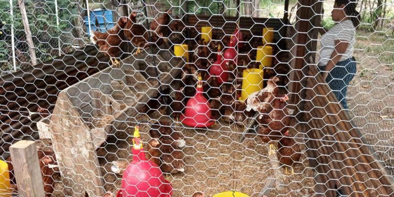 Impulsan producción de aves de postura y cultivo de rosa de Jamaica en Zacapa