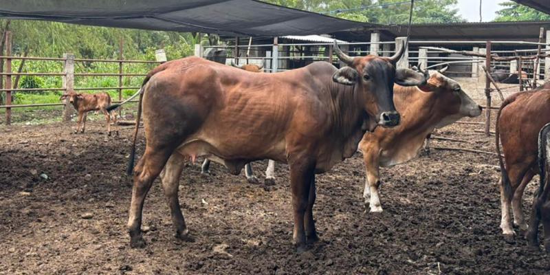 Inspeccionan a 35 bovinos para prevenir el Gusano Barrenador