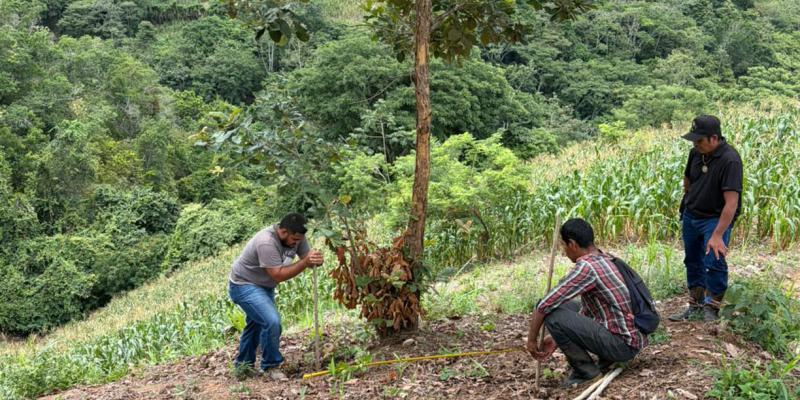 Recomiendan cuidar cultivos ante días de calor y lluvias irregulares