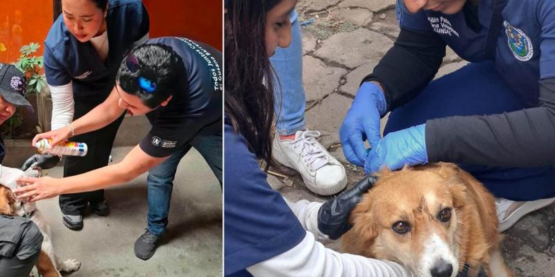 Refuerzan detección del Gusano Barrenador en Santa María de Jesús