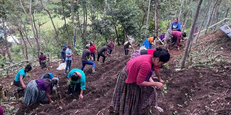 Siembran mil pilones de hortalizas para impulsar la economía comunitaria en Cobán