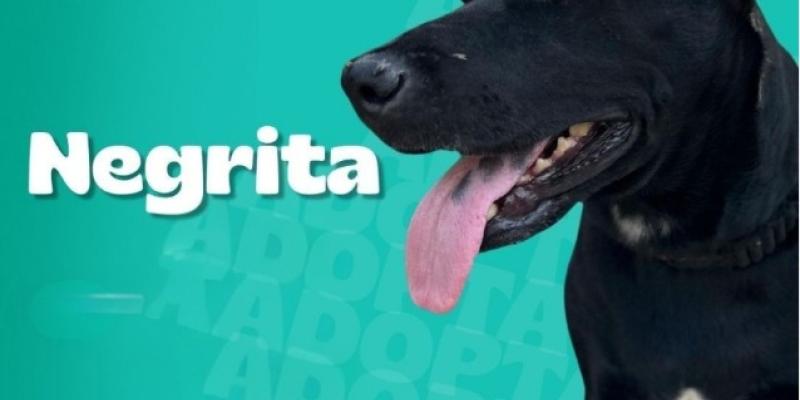 Checha, Negrita y Tunca desean un buen hogar